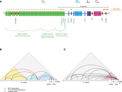 Dynamic 3D Locus Organization and Its Drivers Underpin Immunoglobulin Recombination